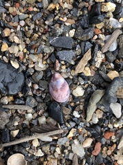 Crepidula convexa