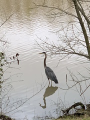 Ardea herodias