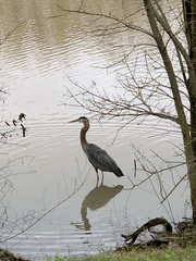 Ardea herodias