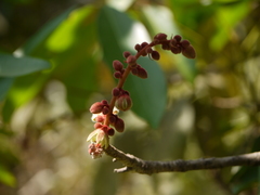 Sterculia guttata