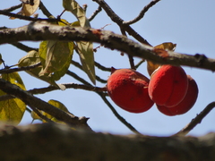 Sterculia guttata