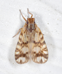 Bothriocera drakei