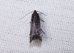 Perimede ricina