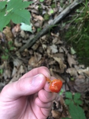 Hygrocybe minutula