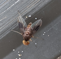 Chrysopilus quadratus