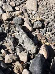 Trimerotropis ochraceipennis