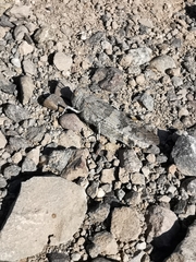 Trimerotropis ochraceipennis