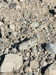 Trimerotropis ochraceipennis