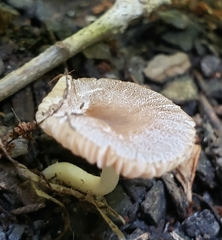 Fungi