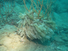 Sepioteuthis lessoniana