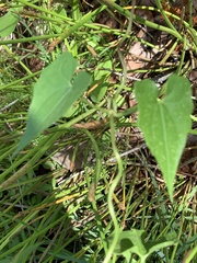 Mikania scandens image