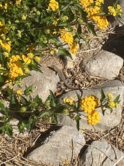 Aspidoscelis uniparens