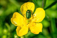 Cryptocephalus hypochaeridis