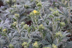 Potentilla approximata