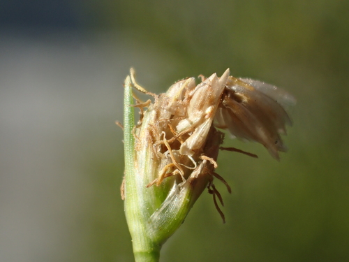 Image of Fimbristylis polytrichoides by no rights reserved