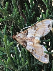 Azochis rufidiscalis