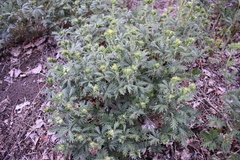 Potentilla approximata