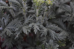 Potentilla approximata