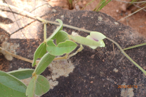 Image of Macrotyloma Coddii (Macrotyloma coddii) by no rights reserved