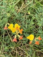 Lotus corniculatus