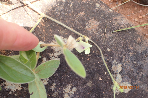 Image of Macrotyloma Coddii (Macrotyloma coddii) by no rights reserved