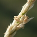 Seashore Dropseed - Photo no rights reserved, uploaded by 葉子