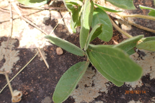 Image of Macrotyloma Coddii (Macrotyloma coddii) by no rights reserved