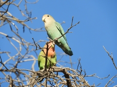Agapornis roseicollis