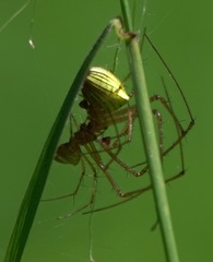Tylorida striata