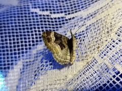Xanthorhoe biriviata