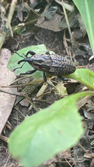 Sphenophorus cariosus