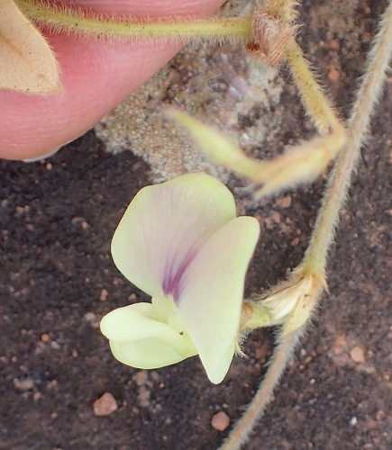 Image of Macrotyloma Coddii (Macrotyloma coddii) by no rights reserved