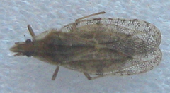 Cantacaderinae