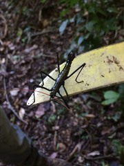 Autolyca pallidicornis