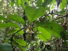 Passiflora arborea