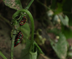 Rhyssocephala splendens