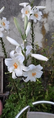 Lilium candidum