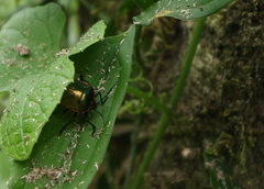Rhyssocephala splendens