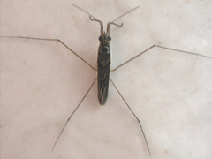 Limnogonus cereiventris