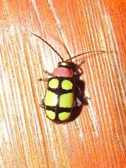 Omophoita octoguttata