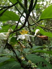 Passiflora arborea
