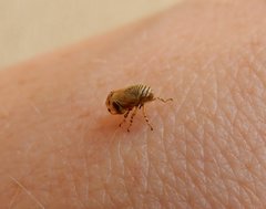 Clastoptera lineatocollis