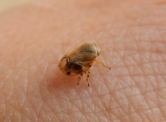 Clastoptera lineatocollis