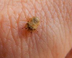 Clastoptera lineatocollis