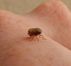 Clastoptera lineatocollis
