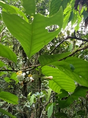 Passiflora arborea