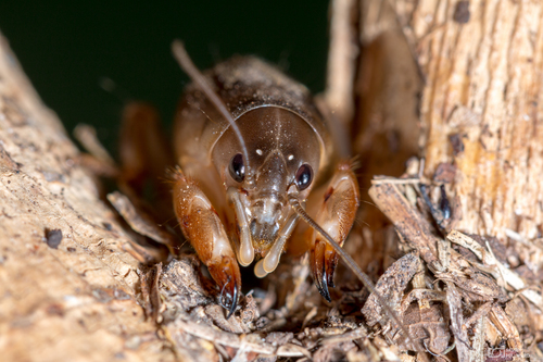Gryllotalpa brachyptera · BioDiversity4All