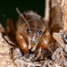Short-winged Mole Cricket - Photo (c) Jason, some rights reserved (CC BY-NC-SA)
