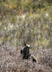 Elymus elymoides californicus