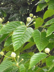 Camptotheca acuminata